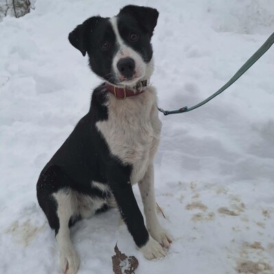 💥Robin Border Collie Mixwelpe ist ein äußerst intelligenter Welpe, sehr klug und aufgeweckt💥, Border Collie Mischlingswelpe Welpen - Rüde