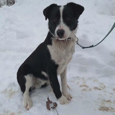 💥Robin Border Collie Mixwelpe ist ein äußerst intelligenter Welpe, sehr klug und aufgeweckt💥, Border Collie Mischlingswelpe Welpen - Rüde