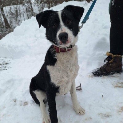 💥Robin Border Collie Mixwelpe ist ein äußerst intelligenter Welpe, sehr klug und aufgeweckt💥, Border Collie Mischlingswelpe Welpen - Rüde