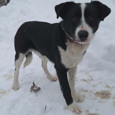 💥Robin Border Collie Mixwelpe ist ein äußerst intelligenter Welpe, sehr klug und aufgeweckt💥, Border Collie Mischlingswelpe Welpen - Rüde