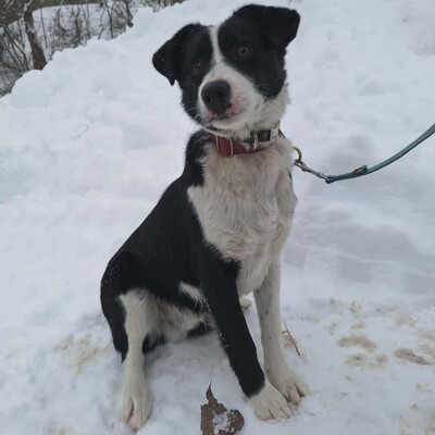 💥Robin Border Collie Mixwelpe ist ein äußerst intelligenter Welpe, sehr klug und aufgeweckt💥, Border Collie Mischlingswelpe Welpen - Rüde