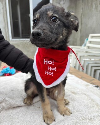 Robin, Mischling Welpen - Rüde