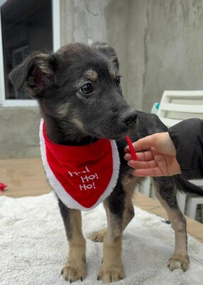 Robin, Mischling Welpen - Rüde