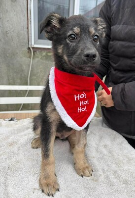 Robin, Mischling Welpen - Rüde