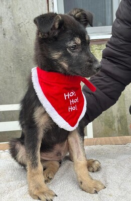 Robin, Mischling Welpen - Rüde
