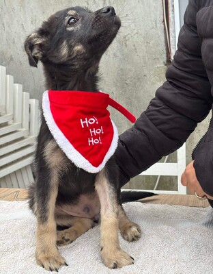 Robin, Mischling Welpen - Rüde