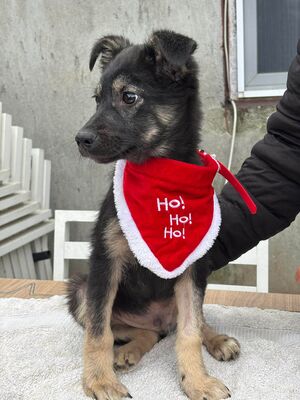 Robin, Mischling Welpen - Rüde