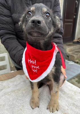 Robin, Mischling Welpen - Rüde