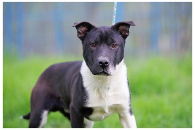 Roby, Mischling Welpen - Rüde