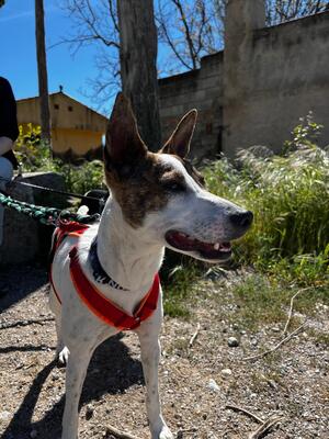 Roca, Mischling - Hündin