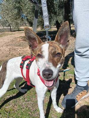 Roca, Mischling - Hündin