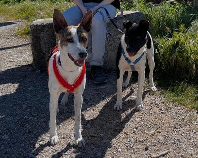 Roca, Mischling - Hündin