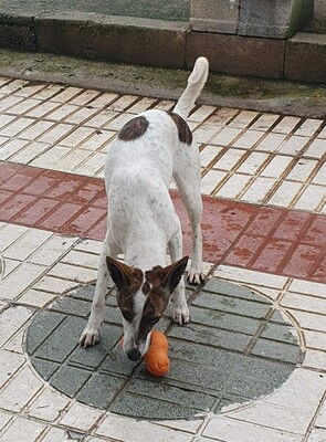 Roca, Mischling - Hündin