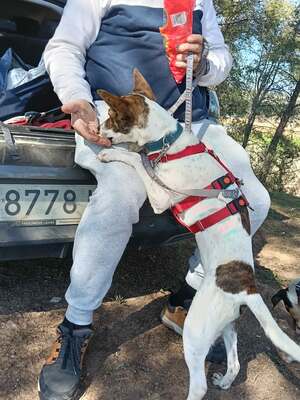 Roca, Mischling - Hündin