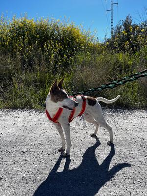 Roca, Mischling - Hündin