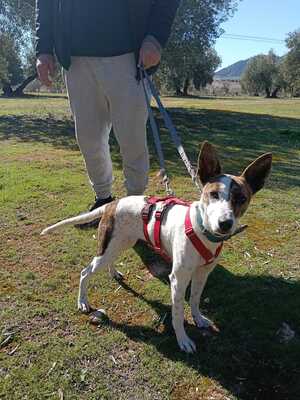 Roca, Mischling - Hündin