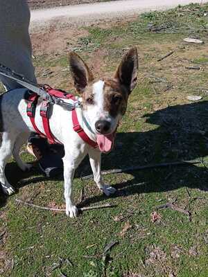 Roca, Mischling - Hündin