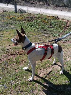 Roca, Mischling - Hündin