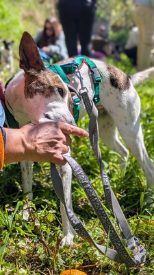 Roca, Mischling - Hündin