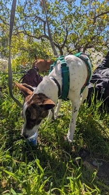 Roca, Mischling - Hündin