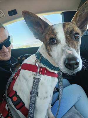 Roca, Mischling - Hündin