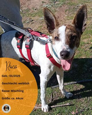 Roca, Mischling - Hündin