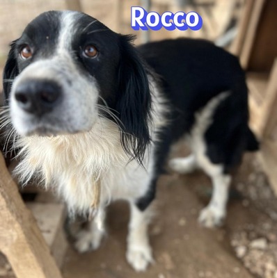 Rocco, Border Collie - Rüde