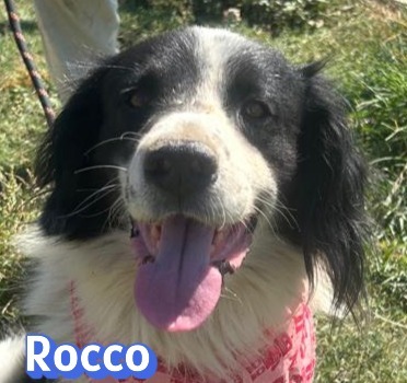 Rocco, Border Collie - Rüde