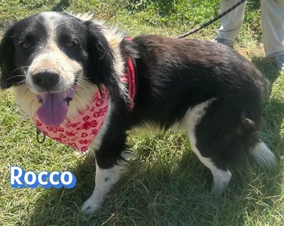 Rocco, Border Collie - Rüde