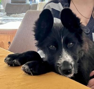 Rocco, Mix Welpen - Rüde