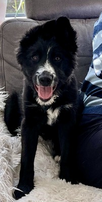 Rocco, Mix Welpen - Rüde