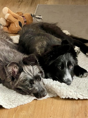 Rocco, Mix Welpen - Rüde