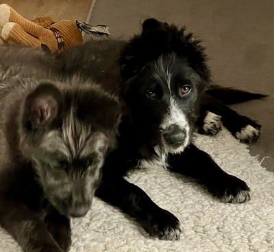 Rocco, Mix Welpen - Rüde