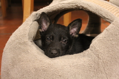 Rocco - Treuer Gefährte, ca. 7 Wochen, Mischling Welpen - Rüde