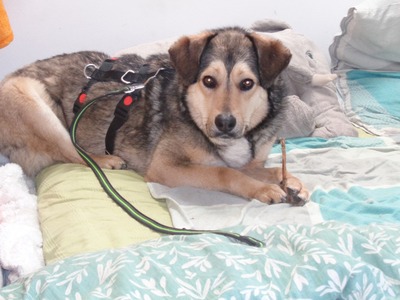 Rochelle ist eine Hündin, die noch ganz am Anfang ihres Weges steht.