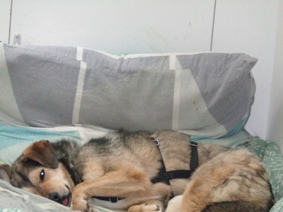 Rochelle ist eine Hündin, die noch ganz am Anfang ihres Weges steht., Mischling - Hündin