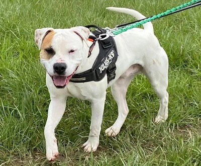 Rocky Am. Bulldog Rüde sehr verträglich, American Bulldog - Rüde