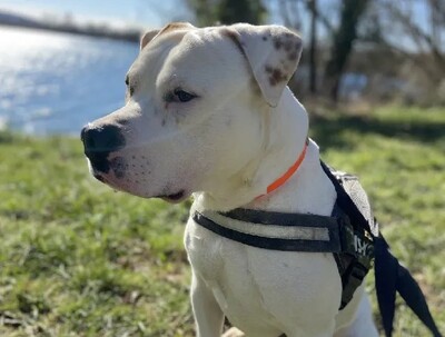 Rocky Am. Bulldog Rüde sehr verträglich, American Bulldog - Rüde