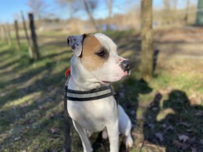 Rocky Am. Bulldog Rüde sehr verträglich, American Bulldog - Rüde