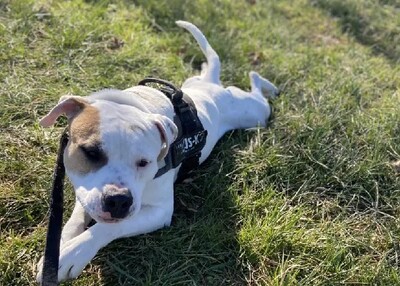 Rocky Am. Bulldog Rüde sehr verträglich, American Bulldog - Rüde