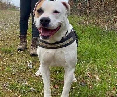 Rocky Am. Bulldog Rüde sehr verträglich, American Bulldog - Rüde