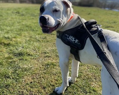 Rocky Am. Bulldog Rüde sehr verträglich, American Bulldog - Rüde