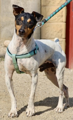 Rocky, Bodeguero Andaluz - Rüde