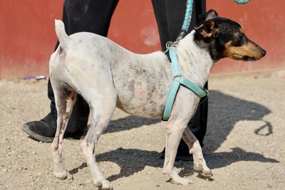 Rocky, Bodeguero Andaluz - Rüde