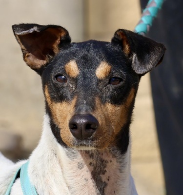 Rocky, Bodeguero Andaluz - Rüde