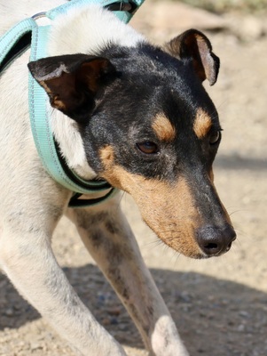 Rocky, Bodeguero Andaluz - Rüde