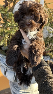 Rocky, Bolonka Zwetna und Zwergpudel Welpen - Hündin