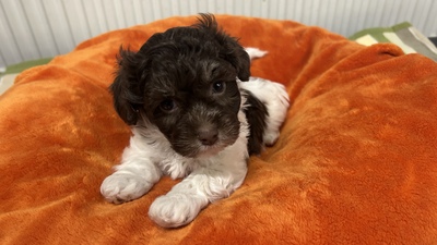 Rocky, Bolonka Zwetna und Zwergpudel Welpen - Hündin