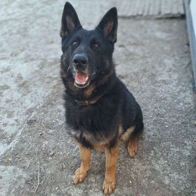 💥Rocky Deutscher Schäferhund ist nicht für eine Familie mit Kindern geeignet und seine neuen Besitzer sollten Erfahrung mit Hunden haben💥, Deutscher Schäferhund - Rüde