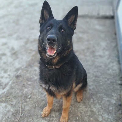 💥Rocky Deutscher Schäferhund ist nicht für eine Familie mit Kindern geeignet und seine neuen Besitzer sollten Erfahrung mit Hunden haben💥, Deutscher Schäferhund - Rüde